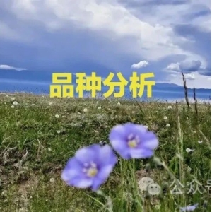 2024年中药材价格走势：这些品种值得重点关注