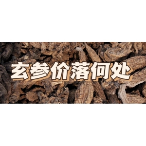 玄参价落何处
