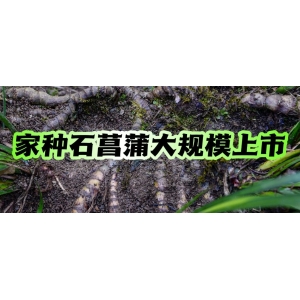 家种石菖蒲大规模上市