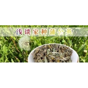 浅谈家种蒲公英