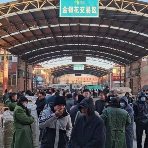 平邑金银花药材产地价格(2024.01.24)