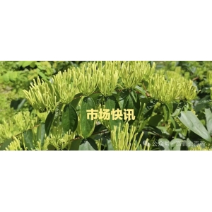 高鹏说药材：2024年1月25日丹皮、猫爪草、紫草等价升，白术、白芍领涨