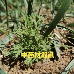 高鹏说药材：1月25日｜热点药材品种涨跌行情快讯