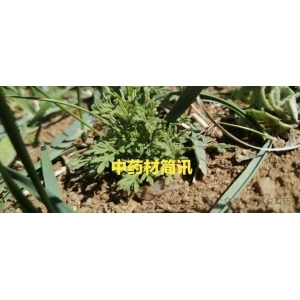 高鹏说药材产业联盟：关于建立中药材行情信息引导交流圈的通知