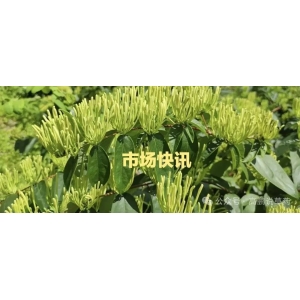 高鹏说药材：2024年1月29日紫草、茵陈等价升，猫爪草人气高涨