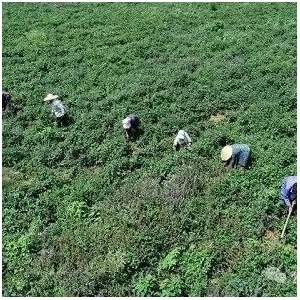 【种植技术】中药材生产低温雨雪冰冻天气应对管护意见