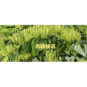 高鹏说药材：2024年1月30日白芷、香附、羌活价升，胖大海坚挺