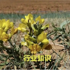 发展中药材生产应注意的几个问题