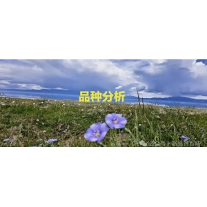 2024年，这些品种仍值得重点关注？