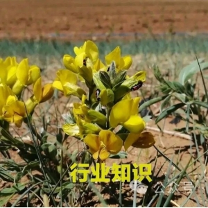 【收藏】最全中药材种植时间表