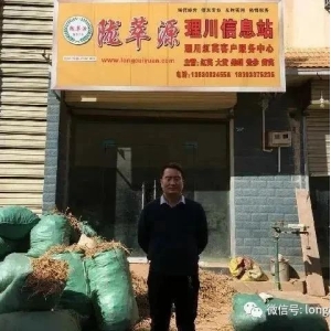 2024年3月3日宕昌理川中药材产地快讯（党参苗上货量增多，价格较前几集疲软）