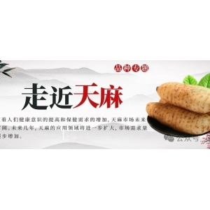 走进天麻