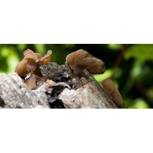 3月8日国家级万良人参市场最新价格