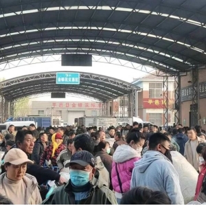 平邑金银花药材产地价格(2024.03.22)