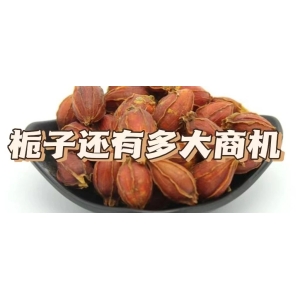 栀子还有多大商机