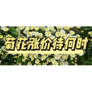 菊花涨价待何时