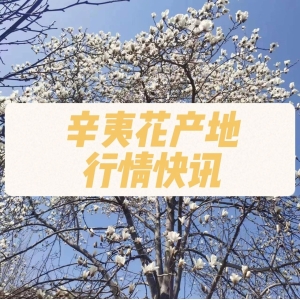 辛夷产地行情快讯