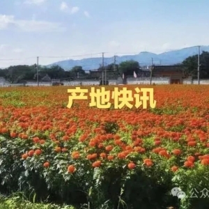 高鹏说药材：2024年4月9日中药材产地行情快讯