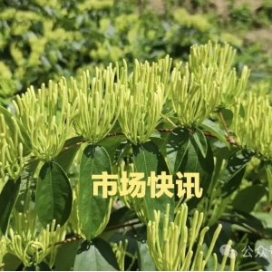 2024.4.9药市快讯：地黄、黄芪、益智仁、芦根等回升，甘草、木香、何首乌、海