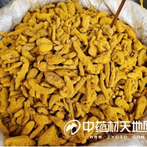 进口姜黄涨价能否带动川姜黄的行情