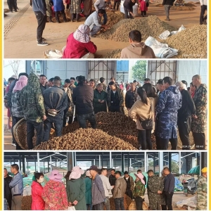 2024年第一季度三七行情分析