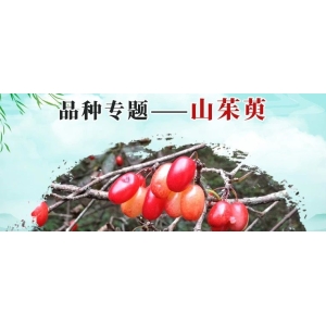 让人欢喜令人忧的山茱萸