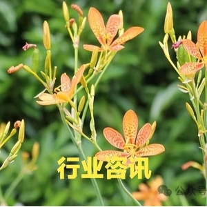 揭秘！药材涨价 到底是“虚”火 还是“真”火？