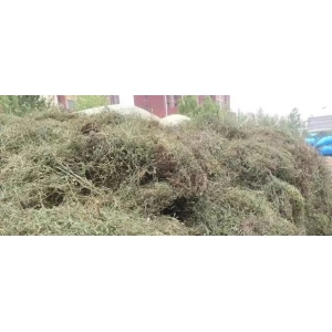 苦地丁产新为何多商关注？
