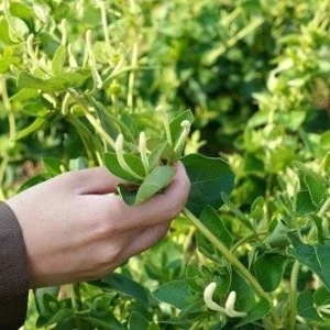 药财有道 | 巨鹿金银花产新季 从加工方式论优质优价