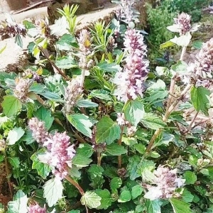 药财有道|从白毛夏枯草谈小品种的商机？