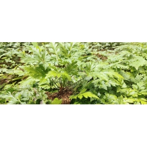 石柱黄连~资讯