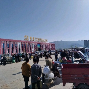 2024年5月20日文峰康美中药材市场快讯（黄芩、款冬花、茵陈走货快）