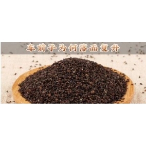 车前子为何落而复升