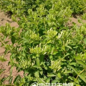 金银花局部地区干旱减产 行情会如何变化？