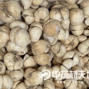 资本为王 浙贝母产新行情火爆