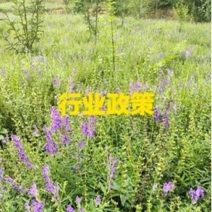 新疆维吾尔自治区中医药条例
