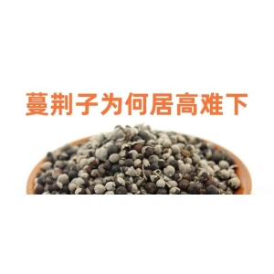 蔓荆子为何居高难下