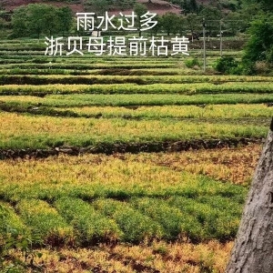 药财有道 |浙贝母受灾严重，产不足需或成常态