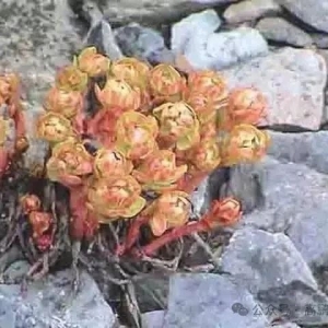 新疆主要地产中药材品种