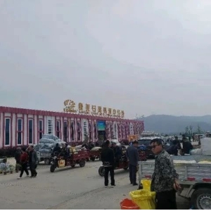 2024年6月2日文峰康美中药材市场快讯