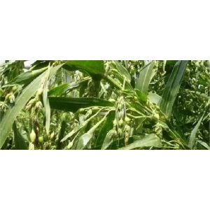 药财有道 | 种植结束话薏仁