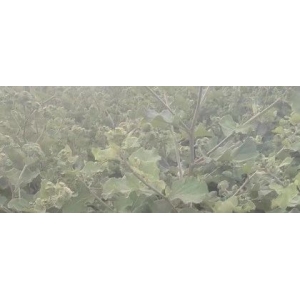 投稿资讯|牛蒡子是否还有机会？