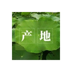 今日中药材产地快讯