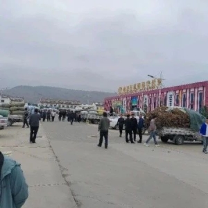 2024年6月5日文峰康美中药材市场快讯