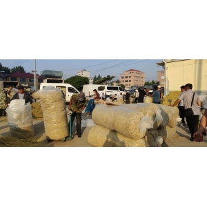 平邑金银花药材产地价格(2024.06.10）