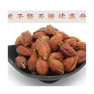 栀子能否继续高升