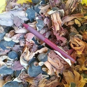 药财有道 | 小品种木棉花的春天在哪里