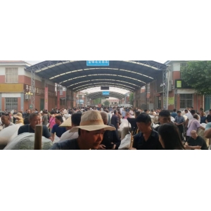 平邑金银花药材产地价格(2024.06.14）