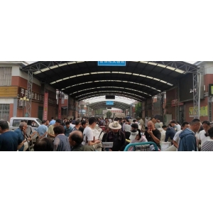 平邑金银花药材产地价格(2024.06.19）