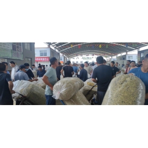 平邑金银花药材产地价格(2024.06.17）